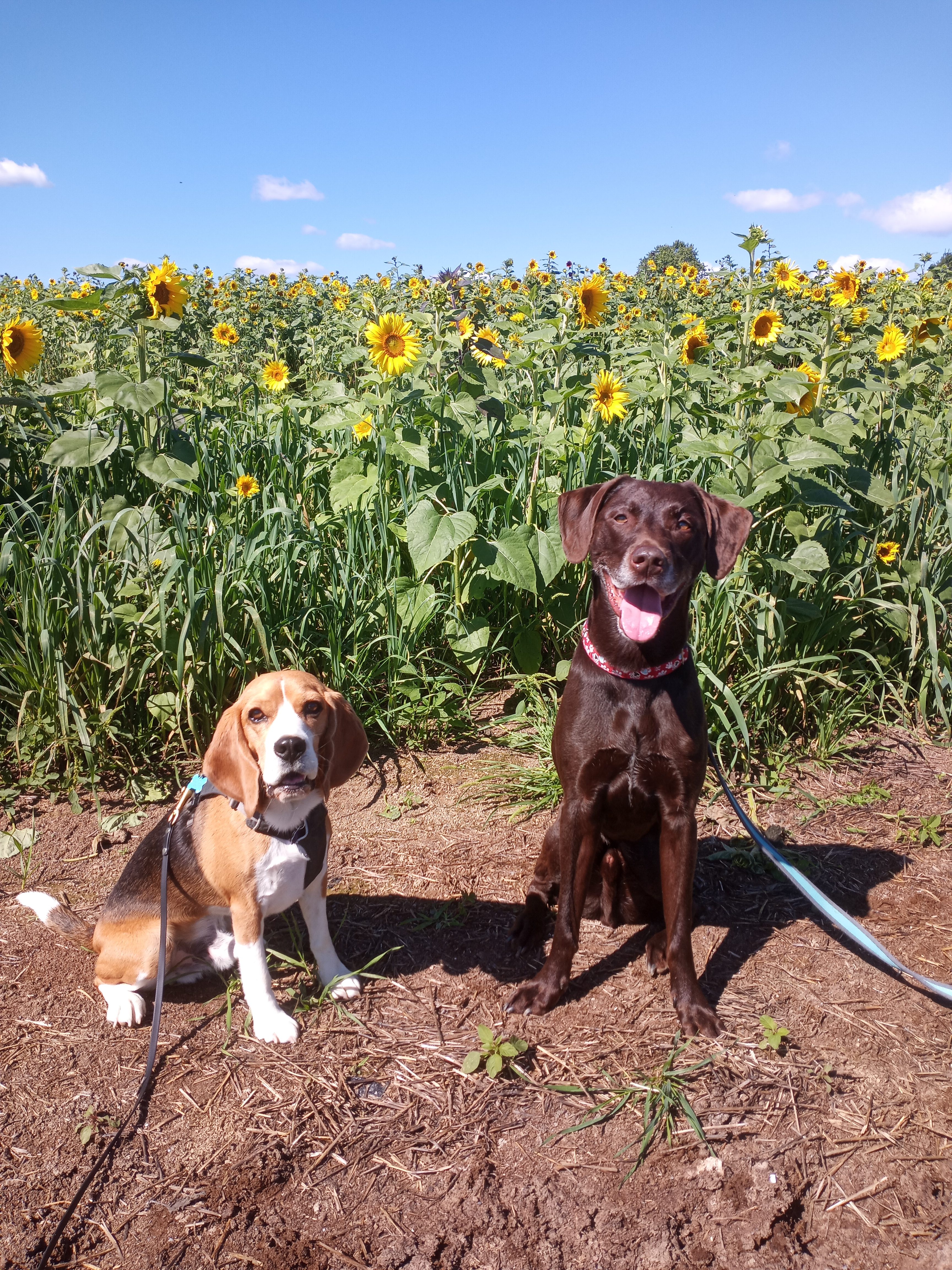 Two dogs sit together at a sunflower field