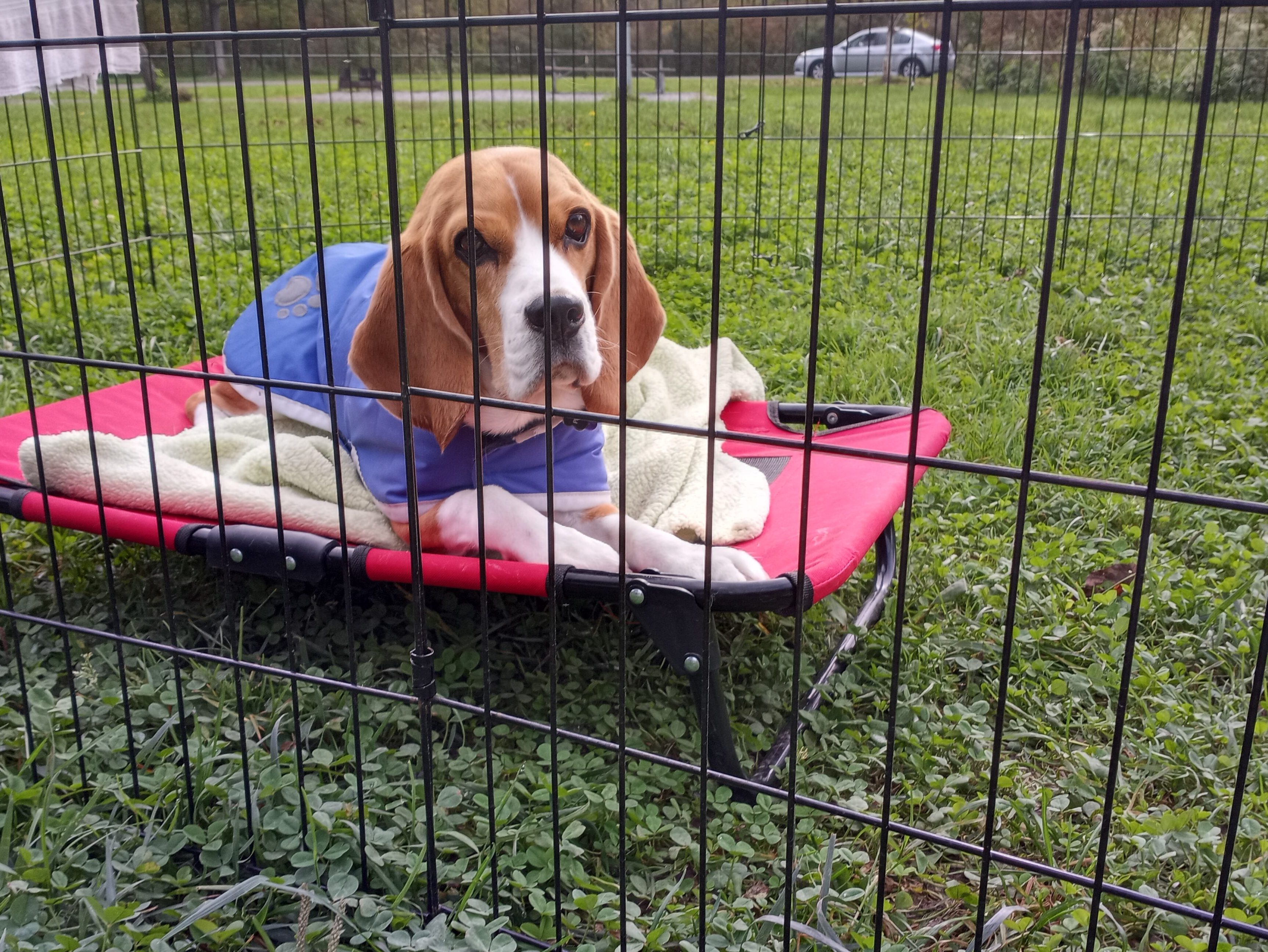 Dog laying on a raised bed